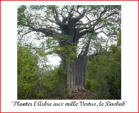 Planter l’Arbre aux mille Vertus, le Baobab. Victor Bissengué