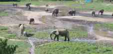 Les éléphants du PARC de Dzanga Sangha à Bayanga, bouffés d'oxygène pour l'économie centrafricaine
